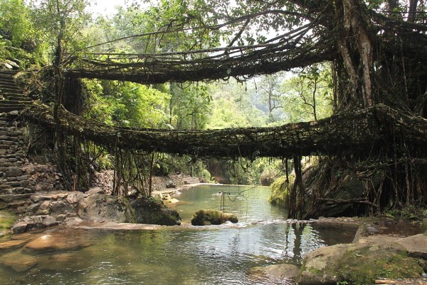 Living roots bridge