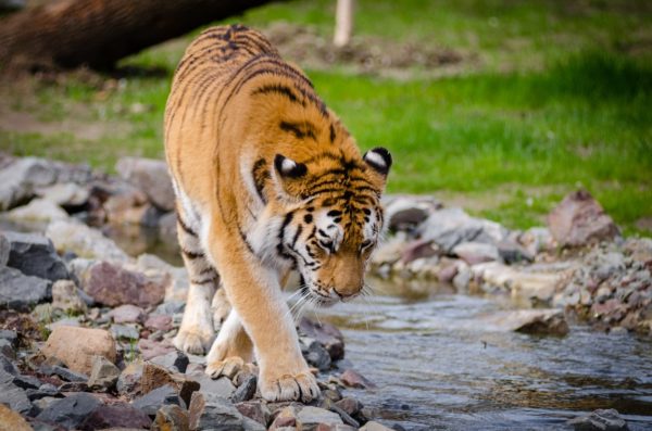 Tiger Spotting in India
